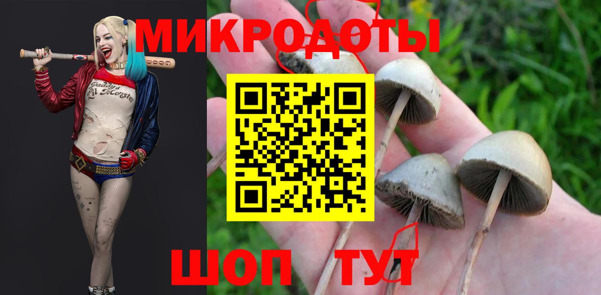 Псилоцибиновые грибы мицелий Новоалександровск